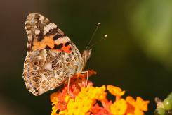 Mariposas - Butterflies