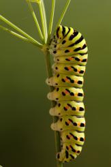 Mariposas - Butterflies