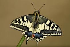 Mariposas - Butterflies