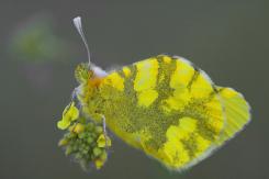 Mariposas - Butterflies
