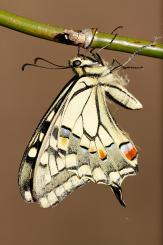 Mariposas - Butterflies