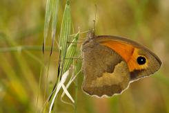 Mariposas - Butterflies