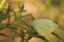 Mariposas - Butterflies