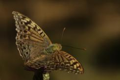 Mariposas - Butterflies