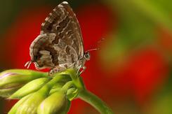 Mariposas - Butterflies