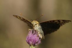Mariposas - Butterflies