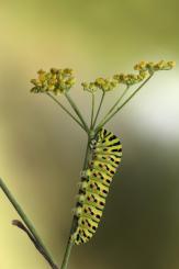 Mariposas - Butterflies