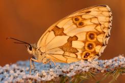 Mariposas - Butterflies