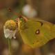 Descripción: Colias crocea