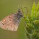 Descripción: Coenonympha pamphilus