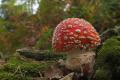 Amanita muscaria