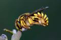 Anthidium florentinum