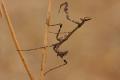 Empusa pennata, o el octavo pasajero