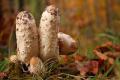 Matacandil, barbuda.. Coprinus comatus