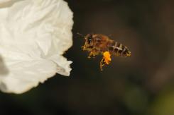 Macrofografía