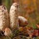 Descripción: Matacandil, barbuda.. Coprinus comatus