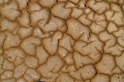 Arte rupestre - Rock art