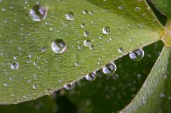 Composiciones - Composition