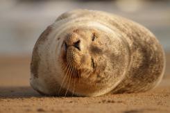 Foca Gris - Harbor seal