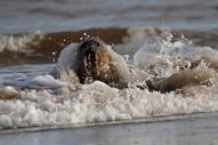 Foca Gris - Harbor seal
