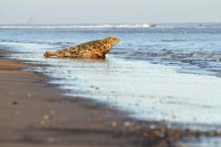 Foca Gris - Harbor seal