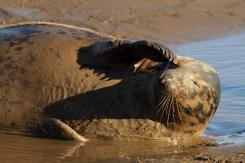 Foca Gris - Harbor seal