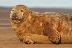 Foca Gris - Harbor seal