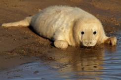 Foca Gris - Harbor seal