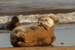 Foca Gris - Harbor seal