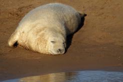 Foca Gris - Harbor seal