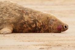 Foca Gris - Harbor seal