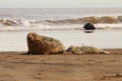 Foca Gris - Harbor seal