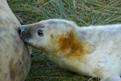Foca Gris - Harbor seal