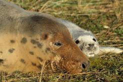 Foca Gris - Harbor seal