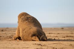 Foca Gris - Harbor seal