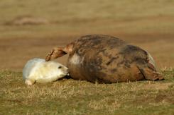 Foca Gris - Harbor seal