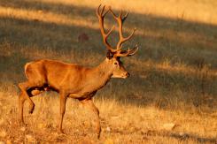 Ciervo Ibérico - Deer