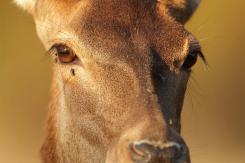 Ciervo Ibérico - Deer