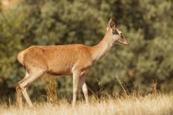 Ciervo Ibérico - Deer