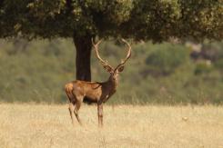 Ciervo Ibérico - Deer