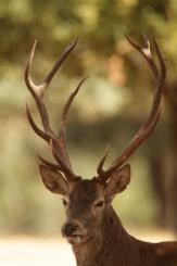 Ciervo Ibérico - Deer