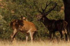Ciervo Ibérico - Deer