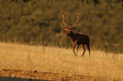 Ciervo Ibérico - Deer