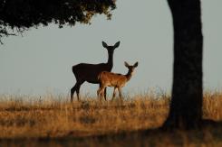 Ciervo Ibérico - Deer