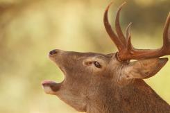 Ciervo Ibérico - Deer