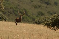 Ciervo Ibérico - Deer