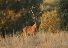 Ciervo Ibérico - Deer