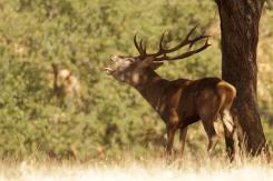 Ciervo Ibérico - Deer