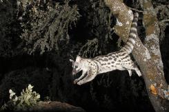 Gineta - Common genet