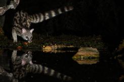 Gineta - Common genet